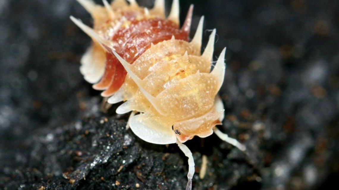 Cute, Crawly, and Available: Isopods Seeking Owners