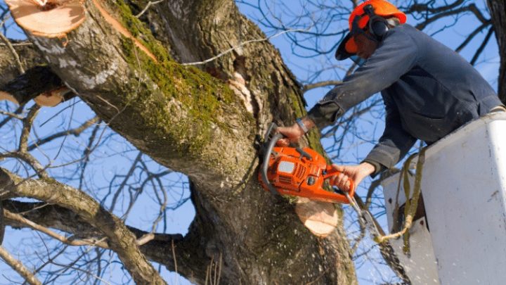 Pruning for Perfection: The Importance of Tree Trimming Services