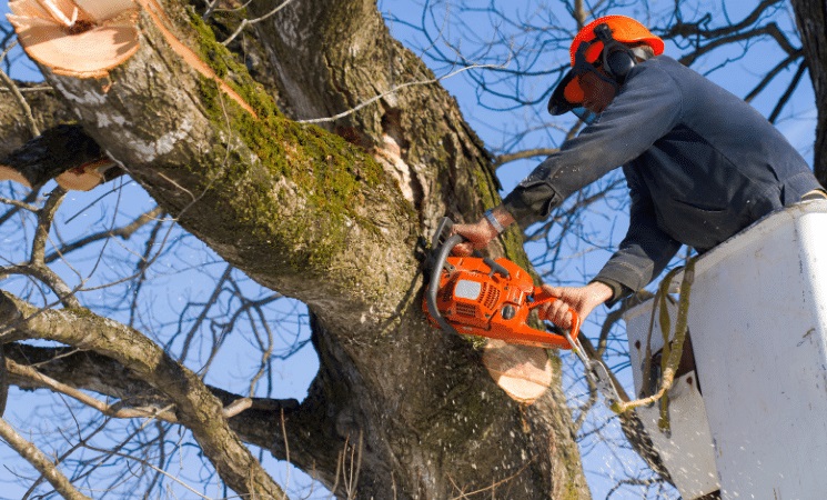 Pruning for Perfection: The Importance of Tree Trimming Services